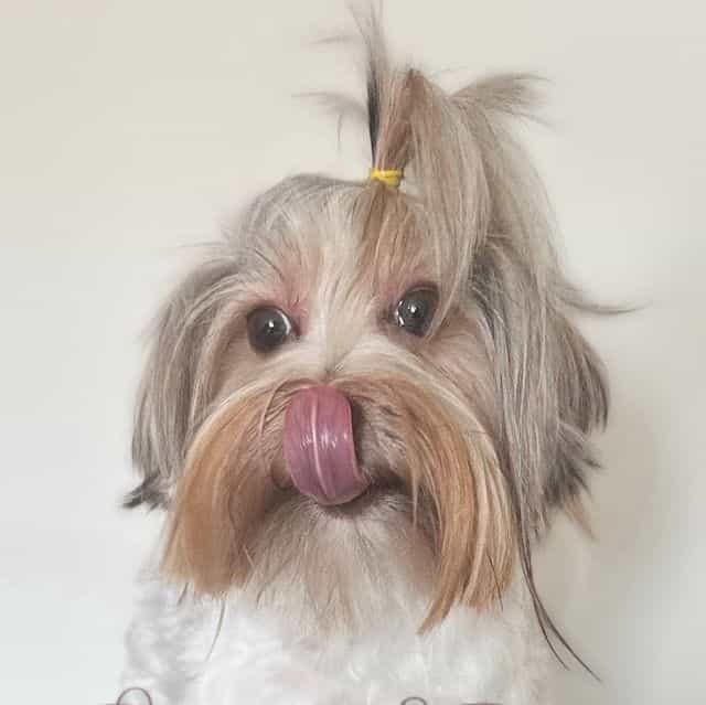 Fenty Dior - Yorkshire Terrier Female