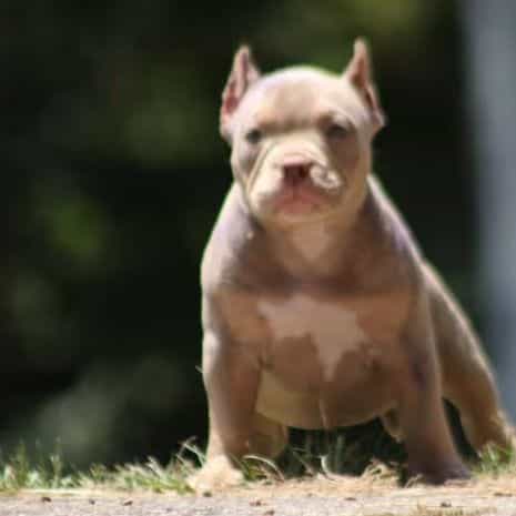 Star - American Bully Female