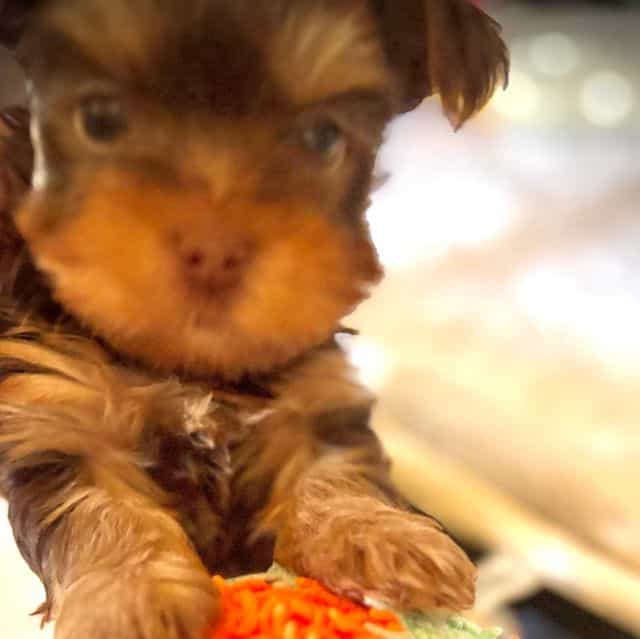 TEDDY - Yorkshire Terrier Male