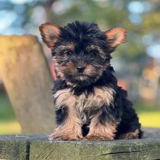 Nahla  - Yorkshire Terrier Female