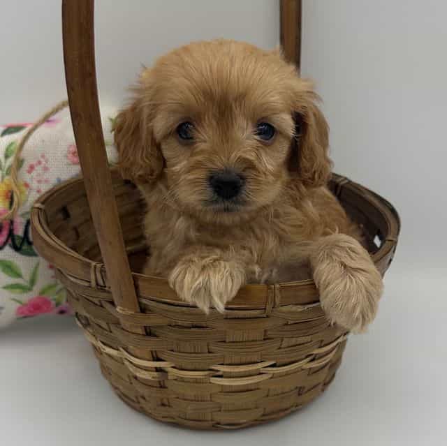 Layla - Cavapoo Female