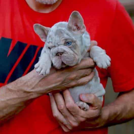 Domenic - French Bulldog Male