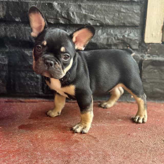 Keith - French Bulldog Male