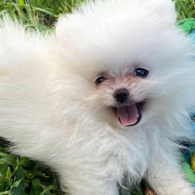 Miumiu - Pomeranian Female
