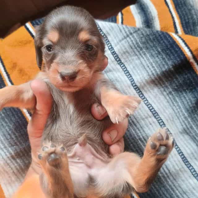 George - Dachshund Male