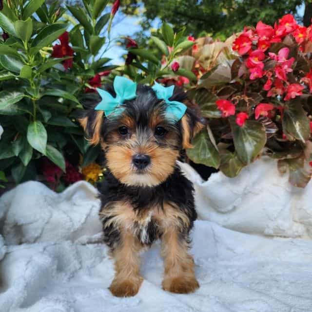 Paisley - Yorkshire Terrier Female