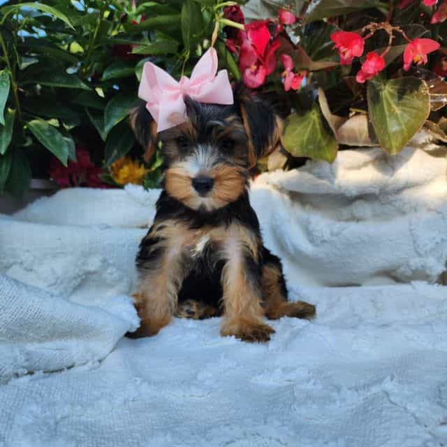 Piper - Yorkshire Terrier Female