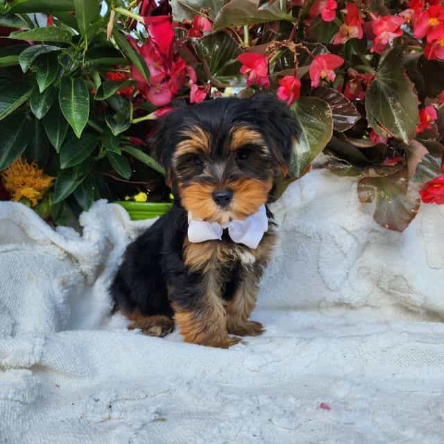 Neeko - Yorkshire Terrier Male