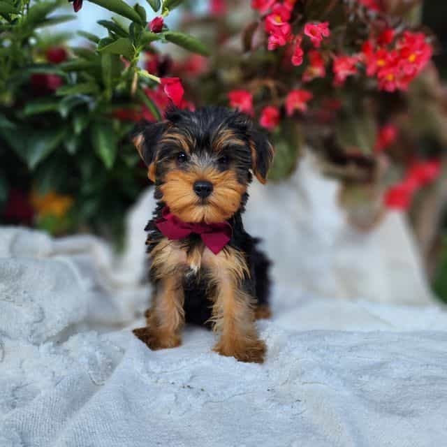 Preston - Yorkshire Terrier Male