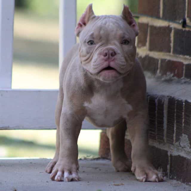 Spark plug  - American Bully Male