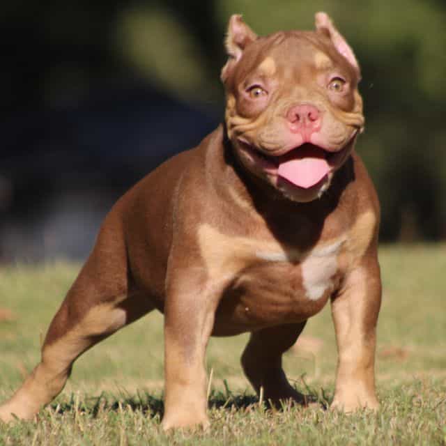 Coco - American Bully Female