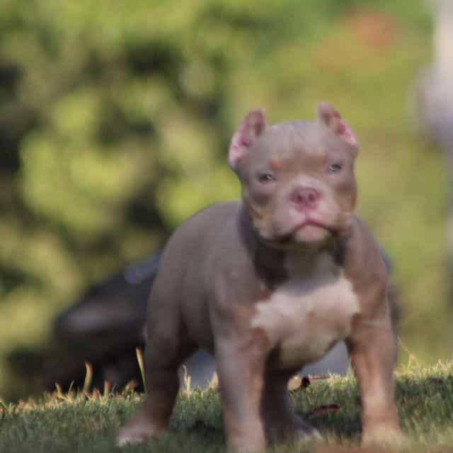 Exodus  - American Bully Male