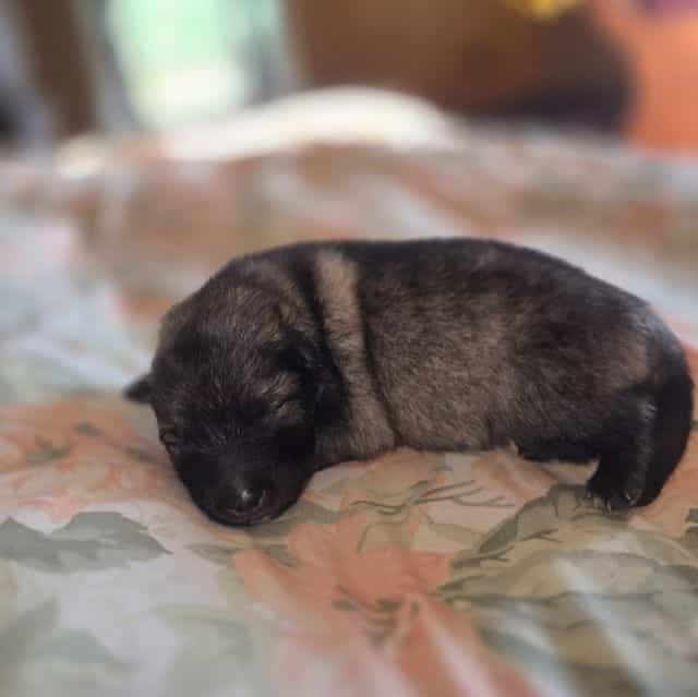 Skittles  - Keeshond Male