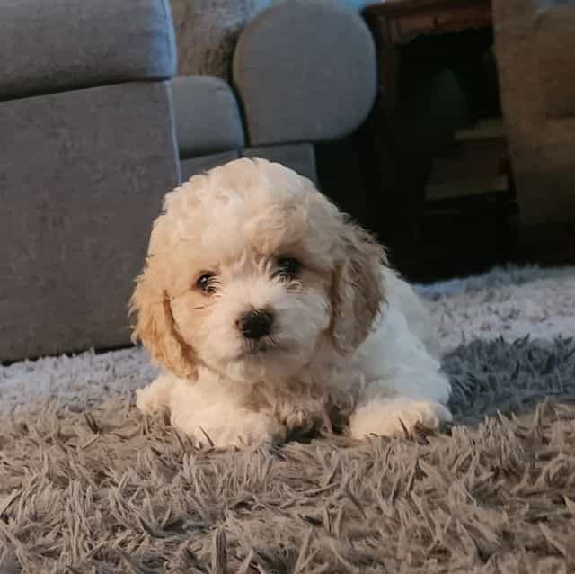 Lady - Cavapoo Female