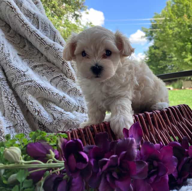 Liz - Maltipoo Female