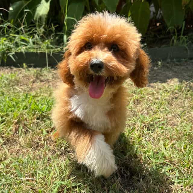 Riley Yellow Bo - Cavapoo Male