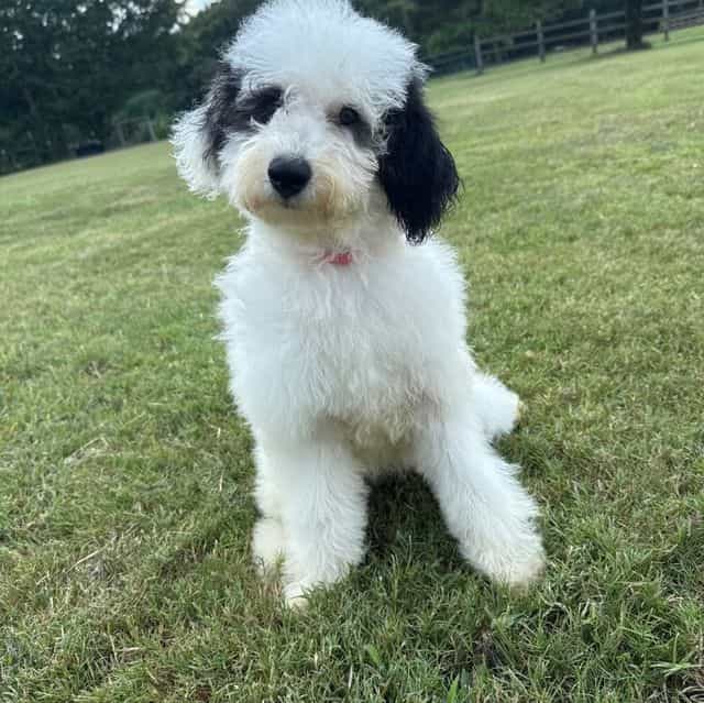 Elsa Pink Girl - Bernedoodle Female