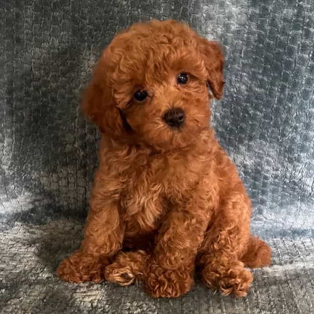 Titan - Toy Poodle Male