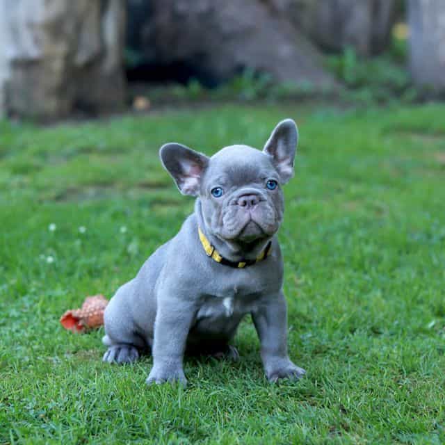 Diana - lilac c - French Bulldog Female