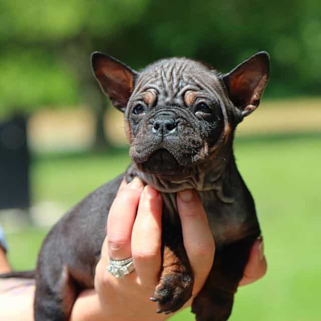 China - Chongqing Dog (Chinese Bulldog) Female