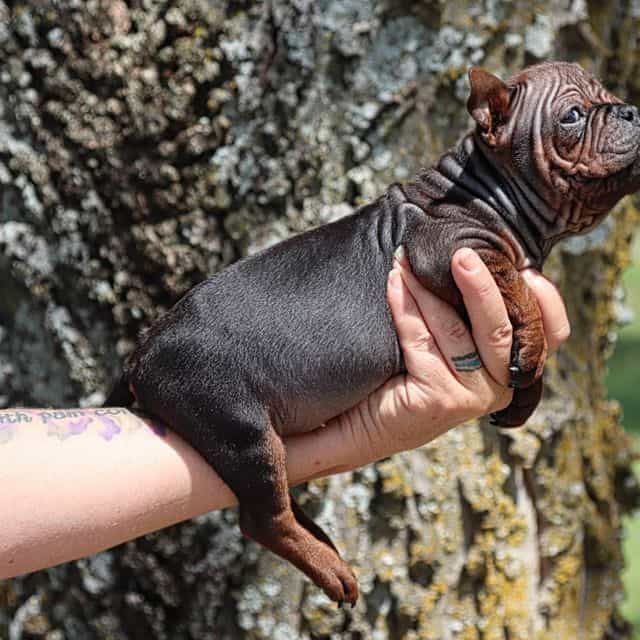 Mai ling - Chongqing Dog (Chinese Bulldog) Female