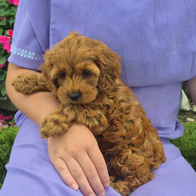 Dolly - Cockapoo Female