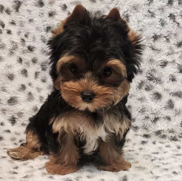 Blossom - Yorkshire Terrier Female