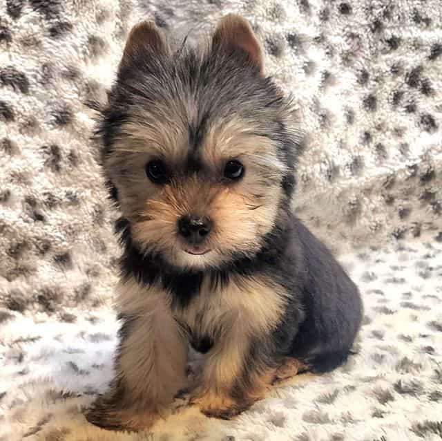 Celeste  - Yorkshire Terrier Female