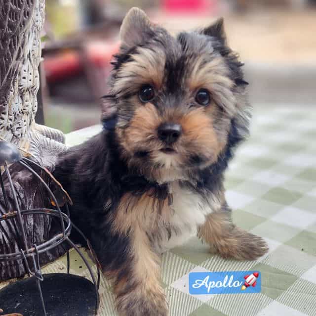 Apollo - Yorkshire Terrier Male