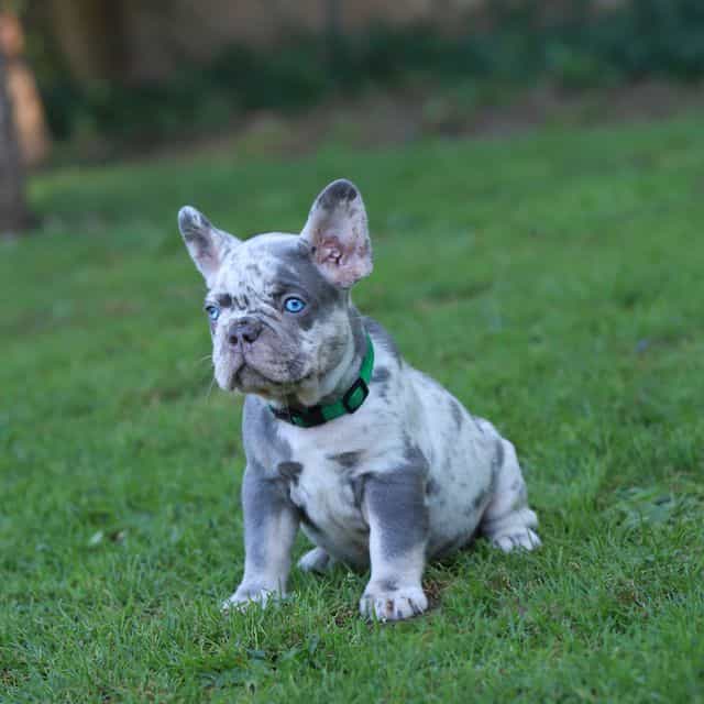 Davis - blue ey - French Bulldog Male
