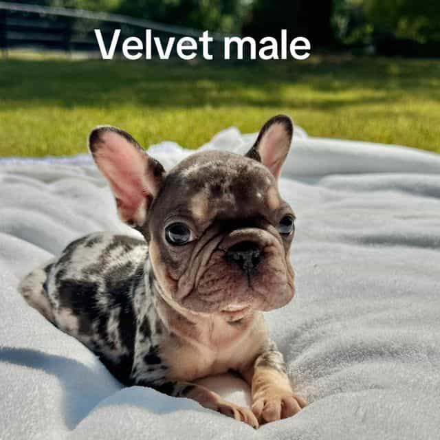 Tucker - French Bulldog Male