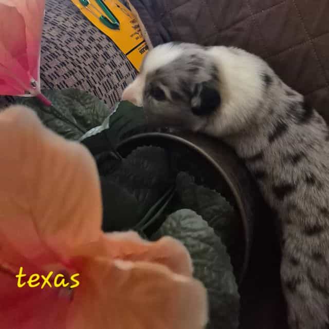 Texas - Australian Shepherd Male