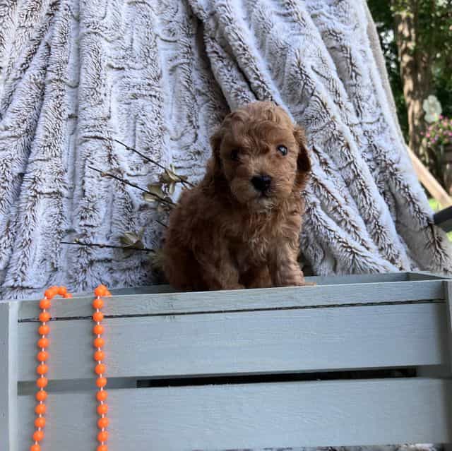 Noah - Toy Poodle Male