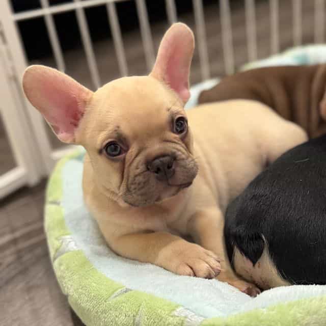 Tut - French Bulldog Male