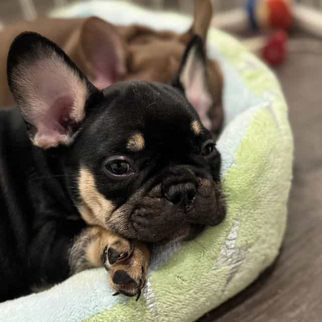 Keith - French Bulldog Male