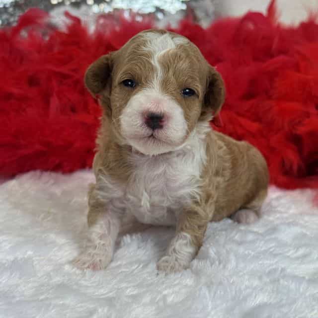 Molly's Red Boy - Maltipoo Male
