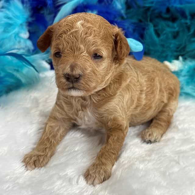 Molly MP Turquo - Maltipoo Female