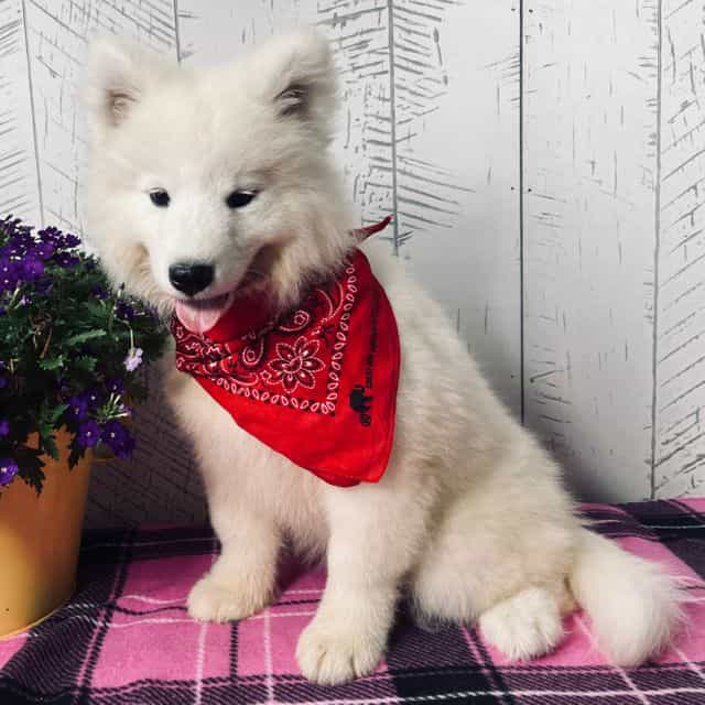 Bonnie - Samoyed Female