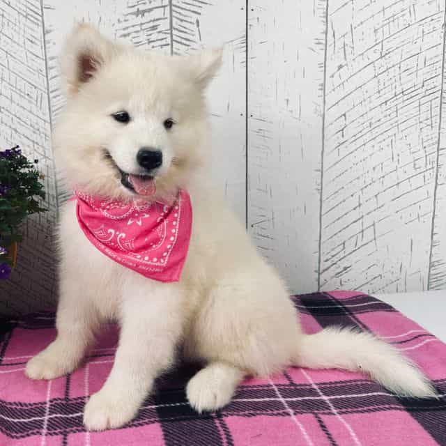 Perla - Samoyed Female
