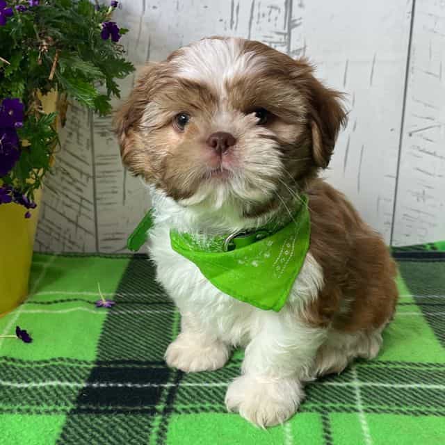 Argo - Shih Tzu Male