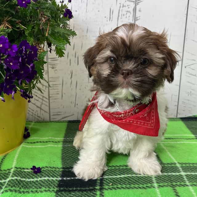 Boomer - Shih Tzu Male