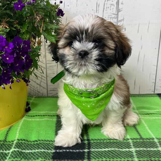 Cody - Shih Tzu Male