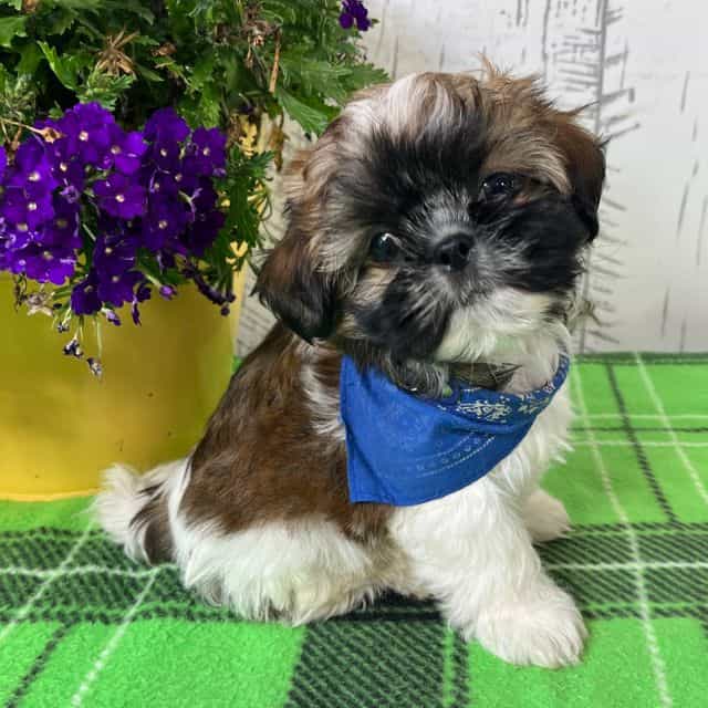 Dexter - Shih Tzu Male
