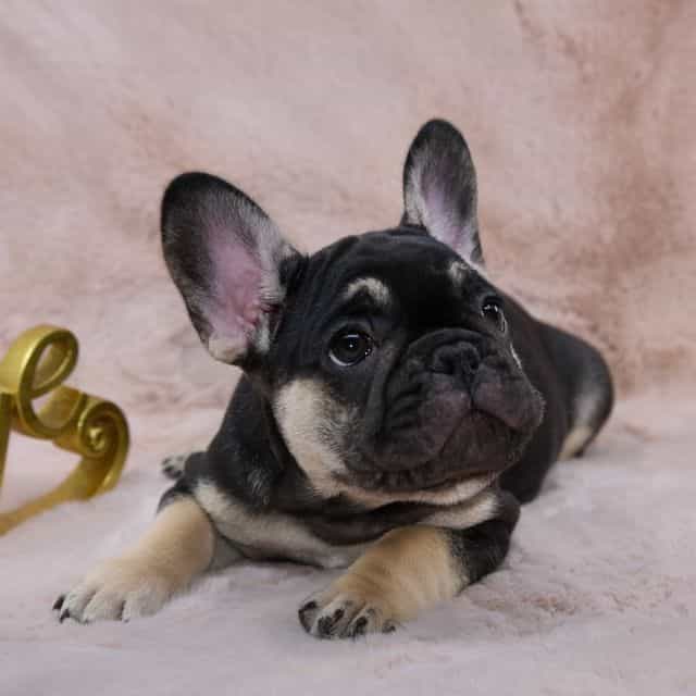 Black tan Boy  - French Bulldog Male