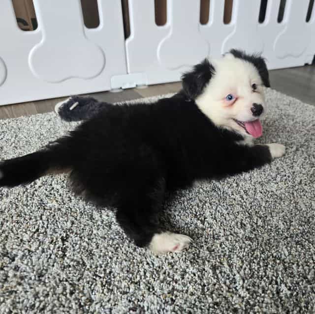 Ryder  - Australian Shepherd Male