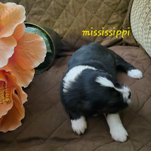 Mississippi - Australian Shepherd Male
