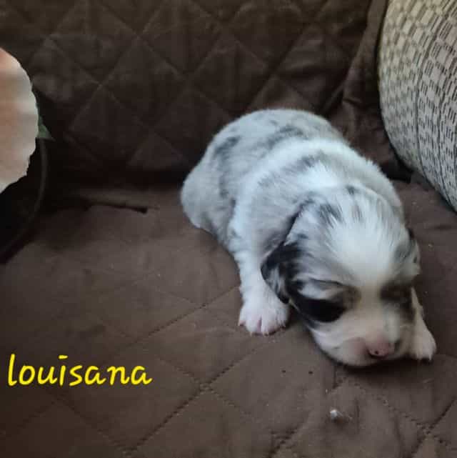 Louisana - Australian Shepherd Female