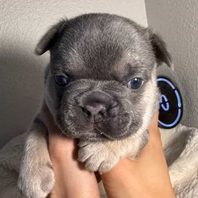 Gordo - French Bulldog Male