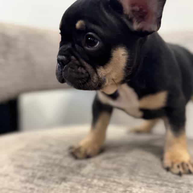 Keith - French Bulldog Male