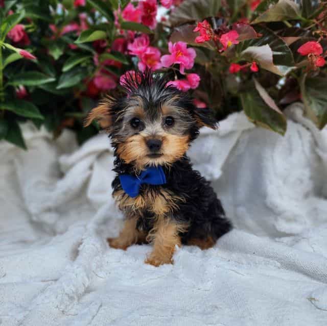 Trevor - Yorkshire Terrier Male